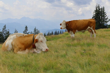 Two cows are grazing in a meadow. Cattle on pasture.