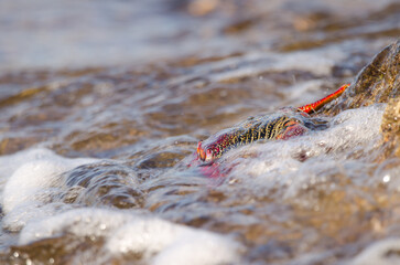 Crab Grapsus adscensionis bathed by a wave. Sardina del Norte. Galdar. Gran Canaria. Canary Islands. Spain.