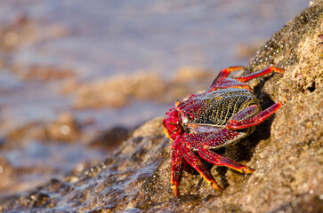 Crab Grapsus adscensionis on a rocky cliff. Sardina del Norte. Galdar. Gran Canaria. Canary Islands. Spain.