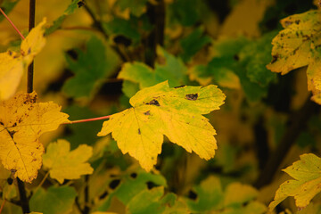 A yellowed and degraded maple leaf hangs from a branch. Maple yellow leaves in late fall.