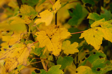 A yellowed and degraded maple leaf hangs from a branch. Maple yellow leaves in late fall.
