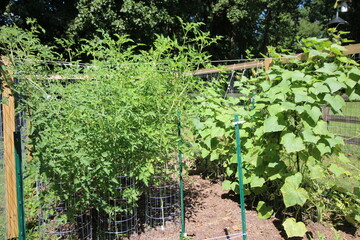 Vegetable Garden