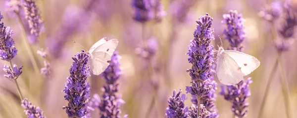 Gordijnen lavender flowers and white butterflies © Vera Kuttelvaserova