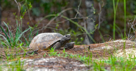 Adult male Florida gopher tortoise - Gopherus polyphemus - waiting outside burrow of a female...