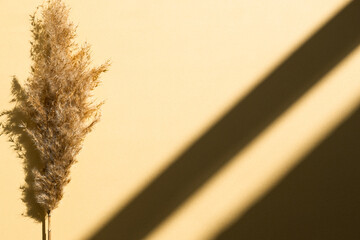 Dry pampas grass on gold background with shadows. Beautiful pattern with neutral colors.