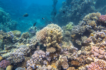 Plakat Colorful, picturesque coral reef at the sandy bottom of tropical sea, hard corals, underwater landscape