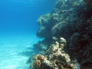 Naklejka na ściany i meble Coral reef at the bottom of tropical sea on blue water background