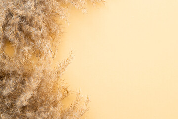 pampas grass branch on gold background. natural background.