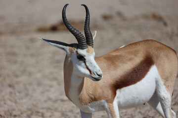 Antelope