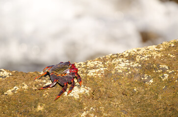 Crab Grapsus adscensionis on a rocky cliff. Sardina del Norte. Galdar. Gran Canaria. Canary Islands. Spain.