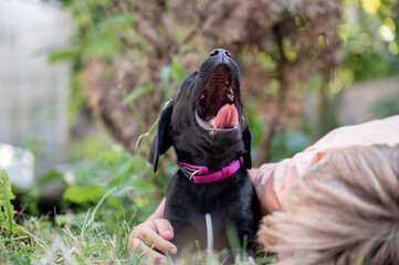 Adorable small black labrador retriever puppy lying in a grass yawning
