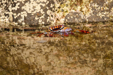 Crab Grapsus adscensionis in a puddle of the coast. Sardina del Norte. Galdar. Gran Canaria. Canary Islands. Spain.