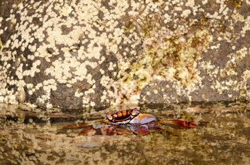 Crab Grapsus adscensionis in a puddle of the coast. Sardina del Norte. Galdar. Gran Canaria. Canary Islands. Spain.
