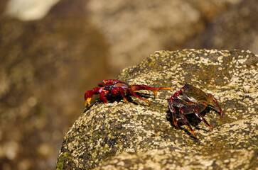 Crabs Grapsus adscensionis confronting. Sardina del Norte. Galdar. Gran Canaria. Canary Islands. Spain.