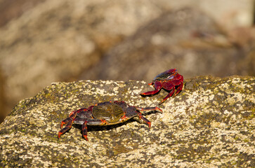 Crabs Grapsus adscensionis confronting. Sardina del Norte. Galdar. Gran Canaria. Canary Islands. Spain.