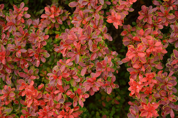 Beautiful decorative Japanese Barberry shrubs with red and yellow-green variegated little leaves .Landscaping and growing shrubs concept. Close up outdoors photo. 