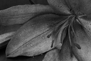 Mokry kwiat lilii azjatyckiej skomponowany w bieli i czerni - obrazy, fototapety, plakaty