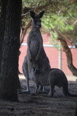 kangourou