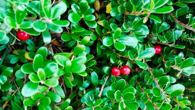 Frutos rojos entre hojas de la planta Gayuba Uva Ursi
