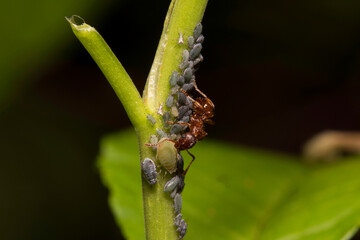 Ant guarding aphids, Aphididae, on a plant stem