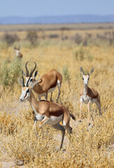 Antelope