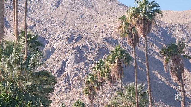 Row of palm trees and mountains or hills, sunny Palm Springs vacations resort near Los Angeles, Old Las Palmas, California valley nature, USA. Arid dry climate plants, desert oasis flora, summer vibes