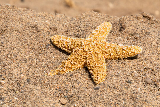A yellow starfish lying washed up on a on a sandy beach