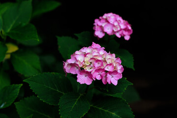 あじさいは綺麗な花です。
