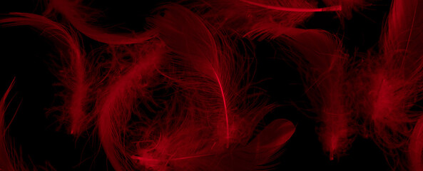 Fototapeta na wymiar red duck feathers on a black isolated background