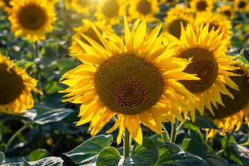 Sunflower fields And blue Sky clouds Background.Sunflower fields landscapes on a bright sunny day with patterns formed in natural background.