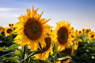 Sunflower fields And blue Sky clouds Background.Sunflower fields landscapes on a bright sunny day with patterns formed in natural background.