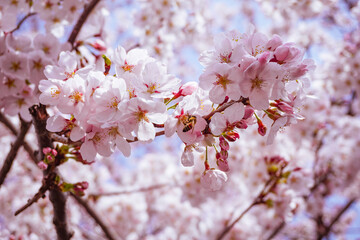 Cherry Blossom and a Bee