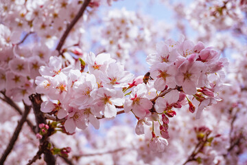 Cherry Blossom and a Bee