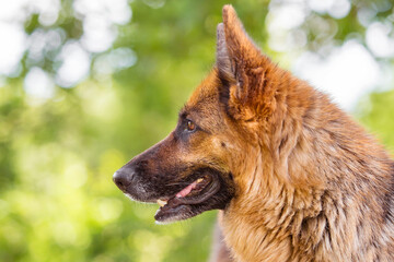 german shepherd side portrait