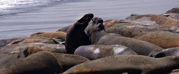 Elephants seals resting at a pacific ocean beach near San Simeon, California
