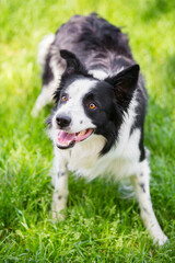 focused border collie looking up