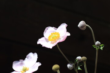 Naklejka na ściany i meble Pink anemone flowers with buds on a dark background