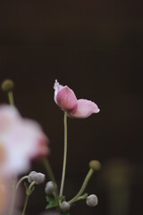 Pink anemone flower on a dark background. Slowly opening, side-view