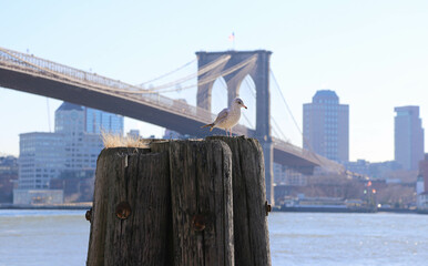 Seagull on piling in front of Brooklyn Bridge