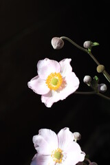 Fototapeta na wymiar Gentle pink anemone flower with an open flower and buds on a dark background