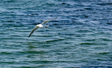 Seagull flying over water, almost touching the surface