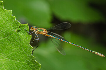 dragonfly on a leaf