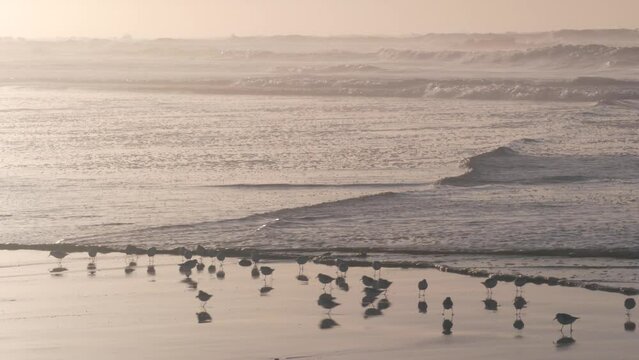 Ocean waves, many quick sandpiper birds, small sand piper plover shorebirds flock, Monterey beach wildlife, California coast sunset, USA. Sea water tide, littoral sand. Tiny fast young baby avian run.
