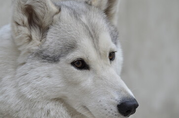 Husky. Closeup portrait of the head of a dog of the Husky breed on a background of nature