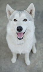 Obraz premium Husky. Closeup portrait of the head of a dog of the Husky breed on a background of nature