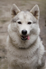 Husky. Closeup portrait of the head of a dog of the Husky breed on a background of nature