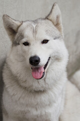 Husky. Closeup portrait of the head of a dog of the Husky breed on a background of nature