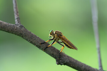 robber fly, assassin fly. A close-up