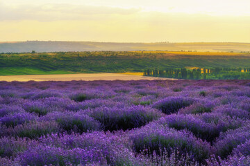 Naklejka na ściany i meble a lavender field blooms on a hill, a river and a forest in the distance, the sunset shines yellow in the sky, a beautiful summer landscape