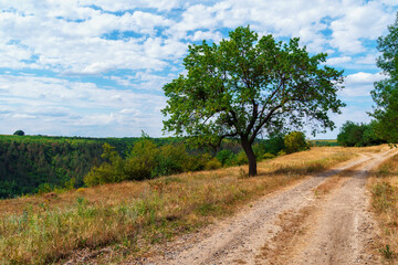 Fototapeta na wymiar tree and a ground road on top of hill, wild forest in a valley, beautiful summer landscape, bright sunlight